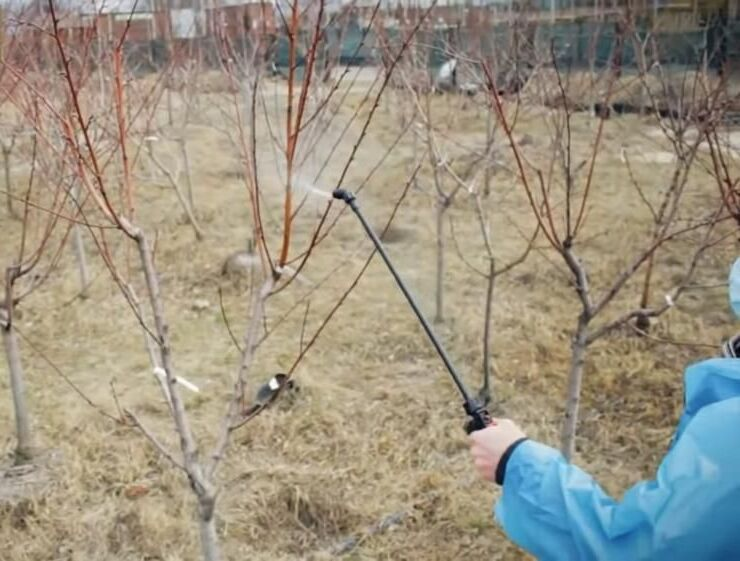 Чим обробити дерева осінню покроковий гід для захисту від хвороб і шкідників